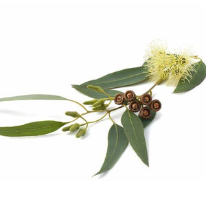 Eucalyptus Essential Oil - Organic (Eucalyptus Smithii)
