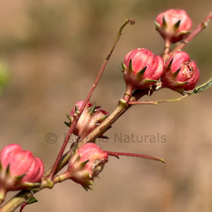 Hibiscus Seed Oil