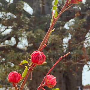 Hibiscus Seed Oil