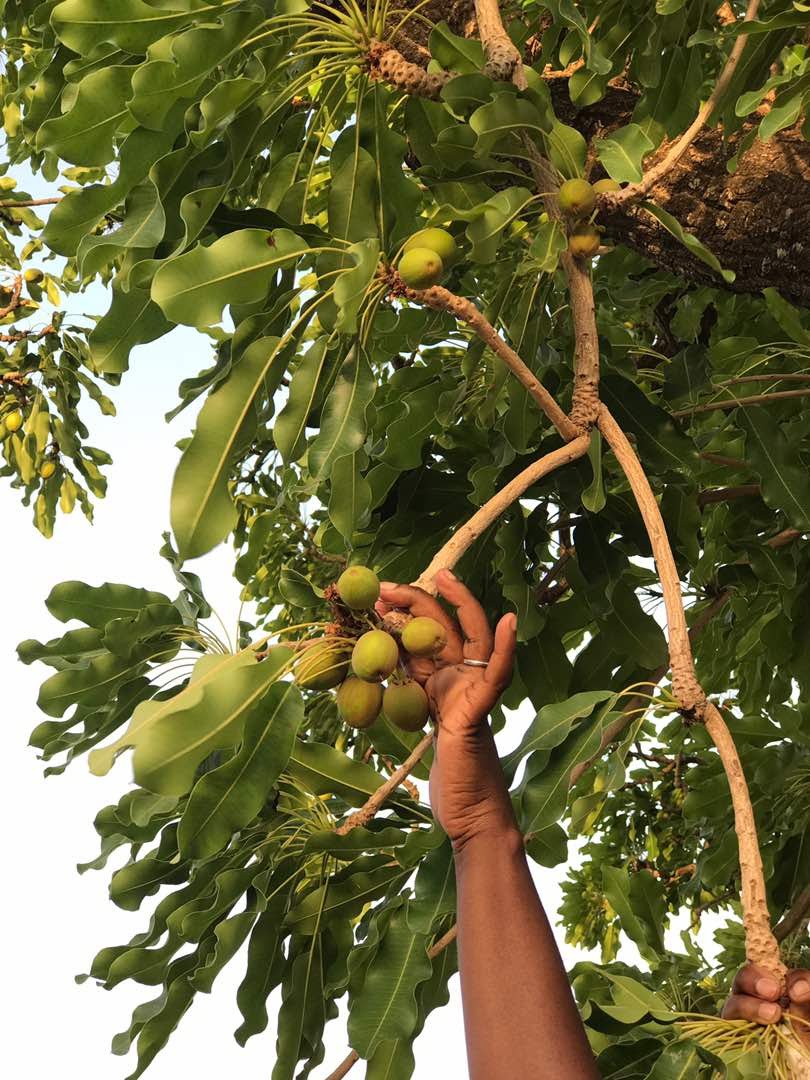 Shea nuts on a tree