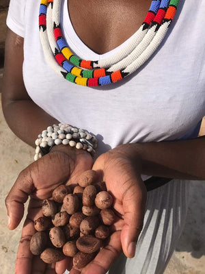 Owner of Isivuno Naturals holding freshly harvested shea nuts during a sourcing visit in Ghana.