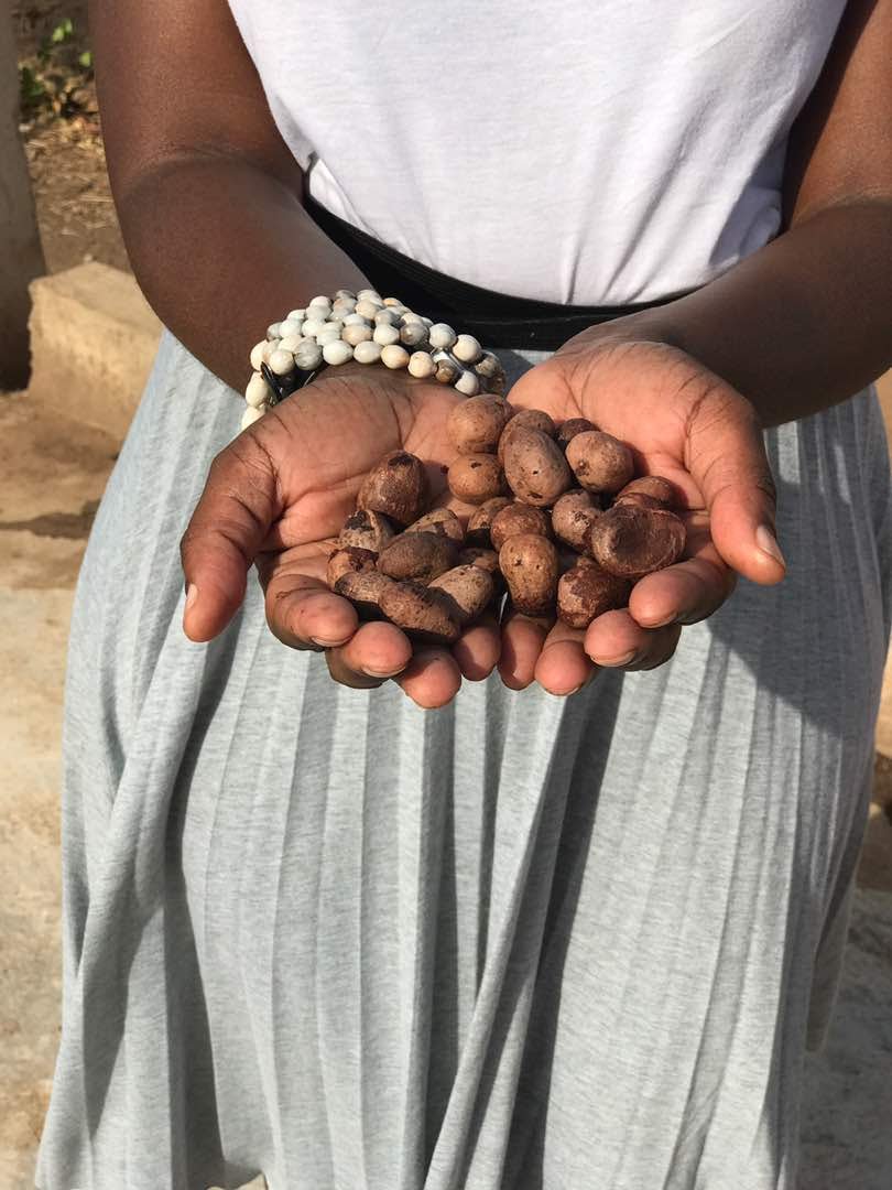 Raw shea nuts used for natural skincare products