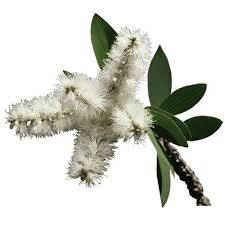 Niaouli Essential Oil - Organic