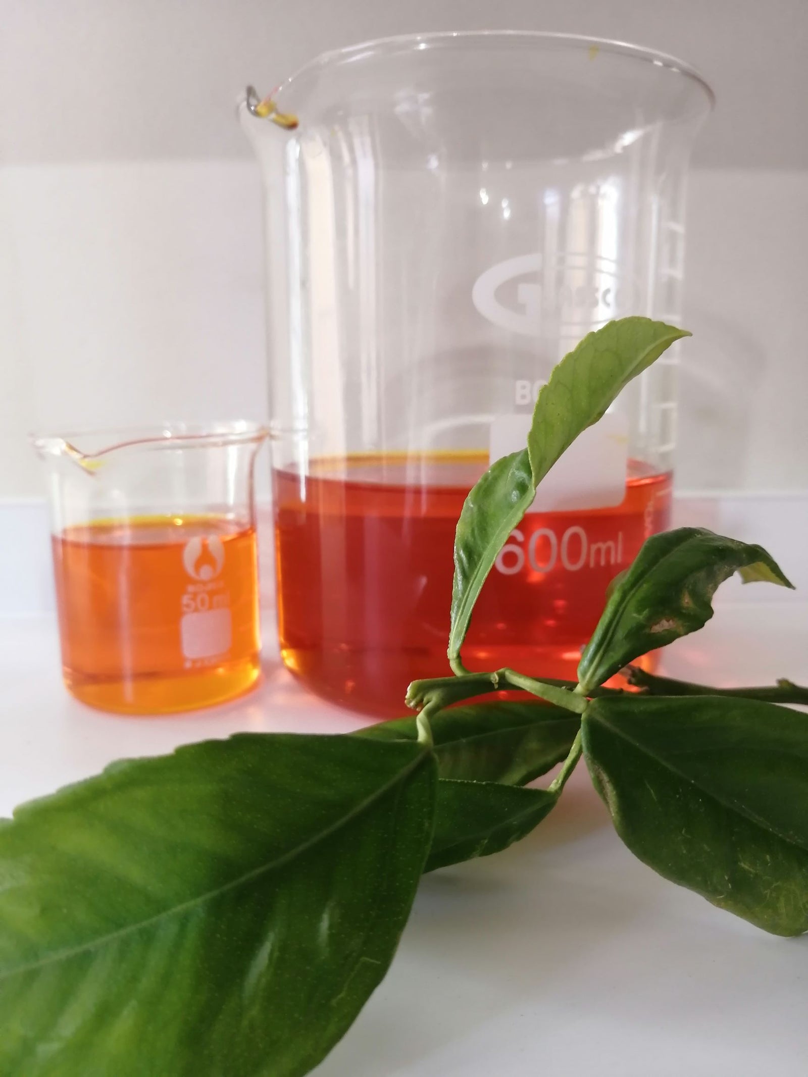 SweetOrangeEssentialOil-IsivunoNaturals