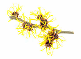 Witch Hazel Distillate (Hamamelis Rain)