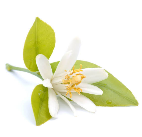 NeroliEssentialOil-IsivunoNaturals