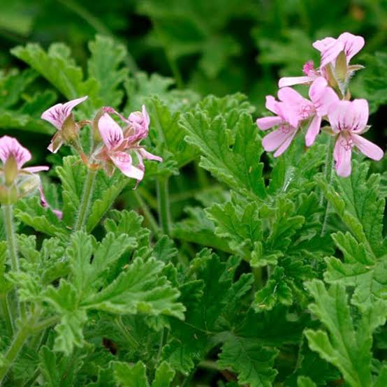 Rose Geranium Hydrosol for use in cosmetics