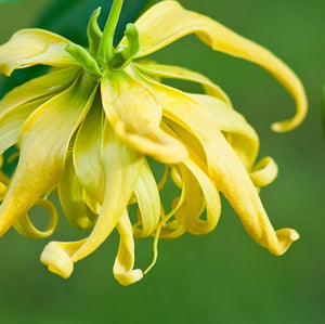 Ylang Ylang Complete Essential Oil