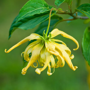 Ylang Ylang Complete Essential Oil